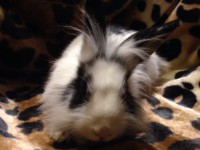 /album/lowenkopfkaninchen/img-20151114-wa0038-1-jpg/